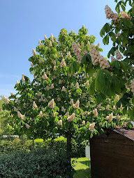 Photo n°67 de Camping Au Pré de l'Étang à Sainte-Foy (Restaurant)