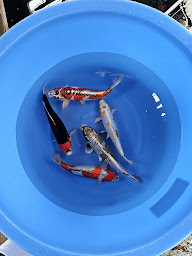 Photo n°21 de Koi de l’est (carpe koi) Vente de poisson de bassins et matériels à Insming (Fournisseur de poissons en bassin)