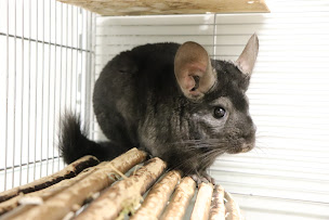 Photo n°32 de Maxi Zoo Saint-Aunès à Saint-Aunès (Animalerie)