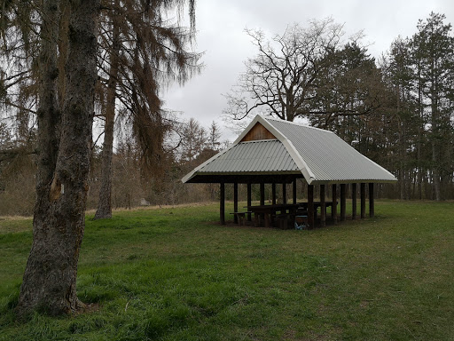 Der sterbende Baum - Thumbnail