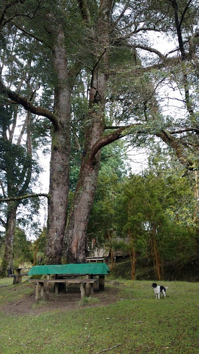 Photos of Camping Costa Norte