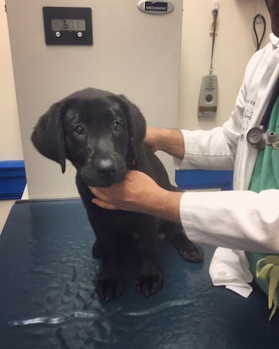 Photos of Healthy Pets Veterinary Services