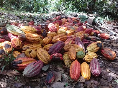 Photos of Apeosae