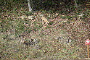 Photo n°8 de Le Tourgrieux à Carsac-Aillac (Lodge)