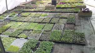 Photo n°6 de Horticulture Passion à Corneilhan (Pépinière)
