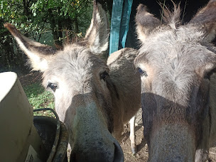 Photo n°21 de Forcl'ânes à Doussard (Centre de randonnée équestre)