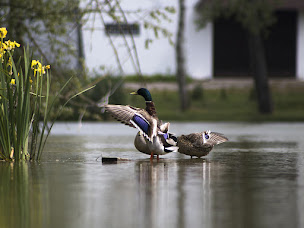 Photo n°5 de Nature Somme à Pont-Remy (Gîte)