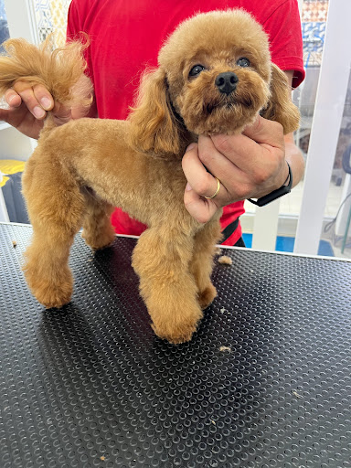 Toelettatura Oh My Dog - Thumbnail