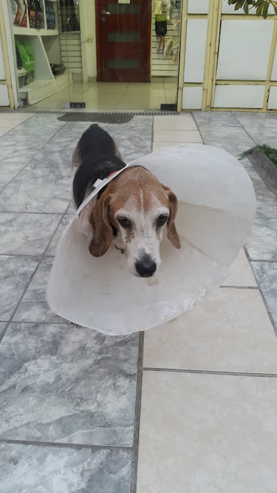 Photos of Veterinary Clinic K-Nino