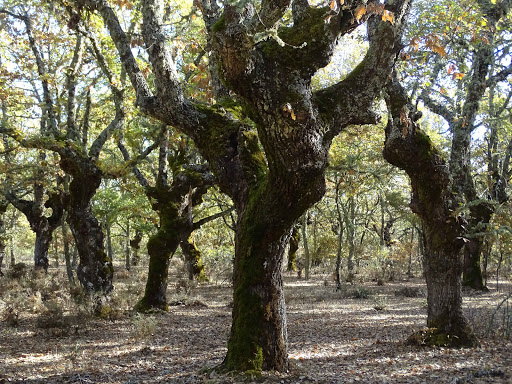 La Carbizona
