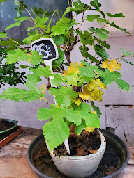 Photo n°19 de bleu lavande à Paris (Fleuriste grossiste)