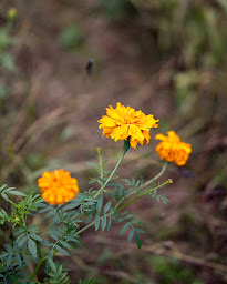 Photo n°34 de Maison d'hôtes Les Jardins de Falguière, Gîte en Cévennes à Saint-Jean-du-Gard (Maison d'hôtes)