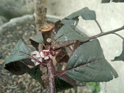 Photos of Bibit Tabulampot
