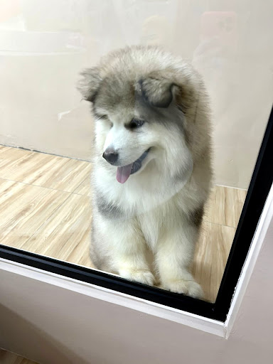 Memo Koice Pet Austin x Udami