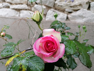 Photo n°48 de Auberge du Canabal à Lauzerte (Lodge)