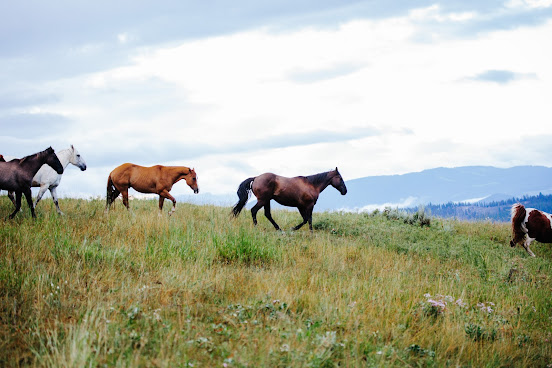 Lone Mountain Ranch by null