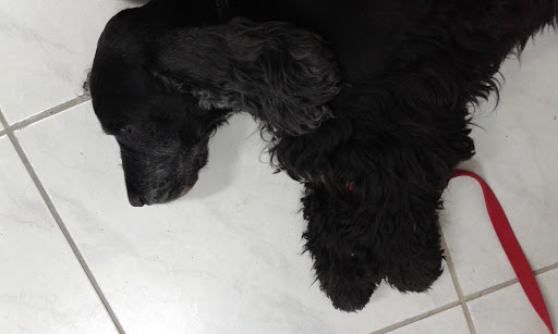 Ambulatorio Veterinario Dott.Rinaldi - Thumbnail