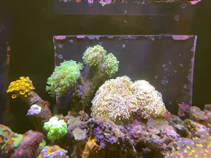 Photo n°27 de ALL MARINE à Lognes (Magasin de poissons tropicaux)