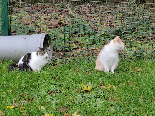 Photo de Elephant Haven European Elephant Sanctuary (EHEES) à Bussière-Galant (87230)