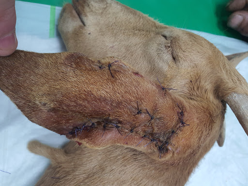 Hospital Veterinario Dr. Alonso Martínez