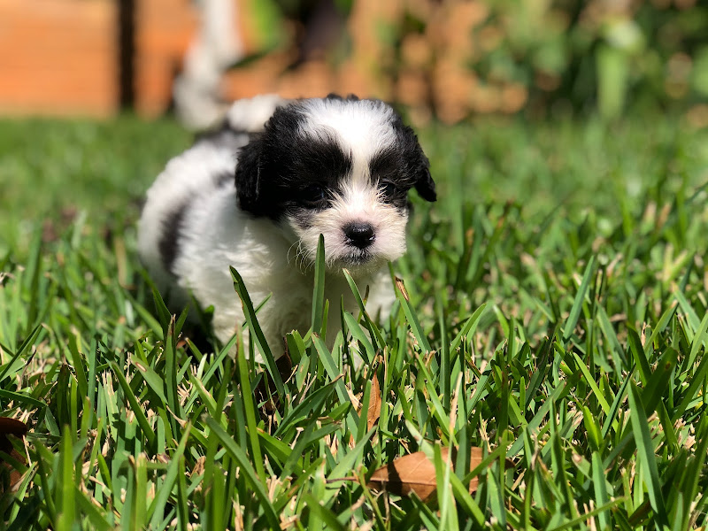 Tiny Tales kennel photo
