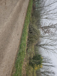 Photo n°10 de Lau Jardi Services à Pampelonne (Paysagiste)