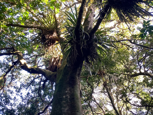 Redhill Scenic Reserve Gallery - New Zealand