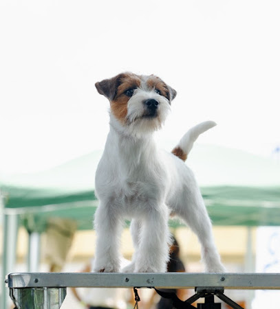 Allevamento Jack Russell Terrier dei Due Leoni