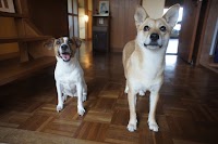 犬と泊まれる石巻民泊「かめハウス」
