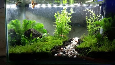 Photos of Rizky Aquarium