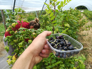 Photo n°12 de Mont-Gros Fruits Rouges - Emeric Duclaux à Le Pertuis (Ferme)