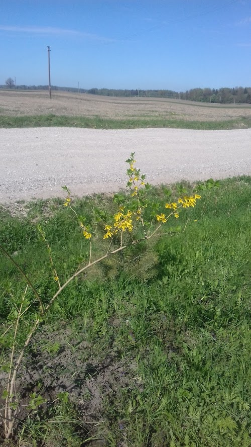 Ariogalos Dubysos slėnis