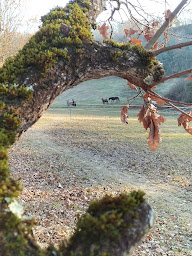 Photo n°4 de Tournon autour du cheval à Tournon-d'Agenais (Centre équestre)