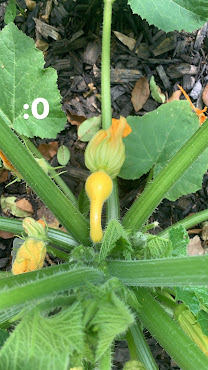 A Sip of Paradise Garden by null