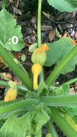 A Sip of Paradise Garden by null