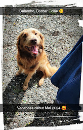 Photo n°6 de Elevage - Pension Canine et Féline : Les Perles Divines à Argenton les Vallées (Pension pour chiens)