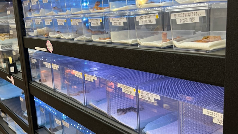 58〜ファイブ・エイト〜