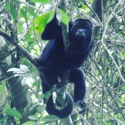 Photos of Laguna Del Tigre National Park