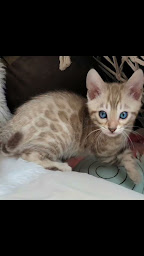 Photo n°7 de Elevage de bengals,chat bengaletchatons bengals à vendre, pure race wonderfullarche à Pré-en-Pail-Saint-Samson (Éleveur)