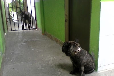 Photos of Casa veterinaria