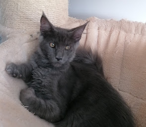 Photo n°7 de Élevage de maine coon dans la Manche à Picauville (Éleveur de chats)