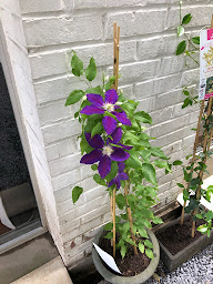 Photo n°39 de Auberge du Coucou à Locquignol (Restaurant français)