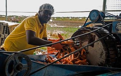 Photos of VegCo Farm