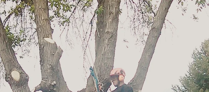 Gemi Tree Tree Trimming and Removal