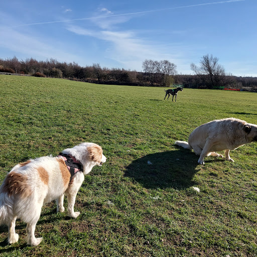 Dog Secure Exercise Area