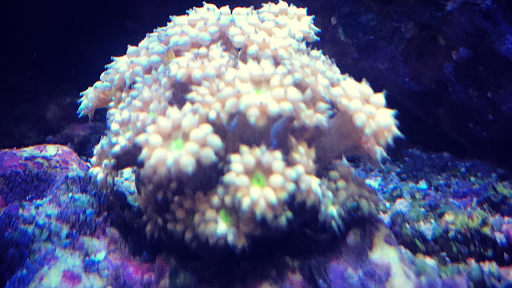 Seaflower - Visual