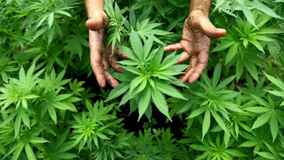 Photo of Zion Cannabis Dispensary