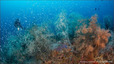 Photos of Raja4Divers