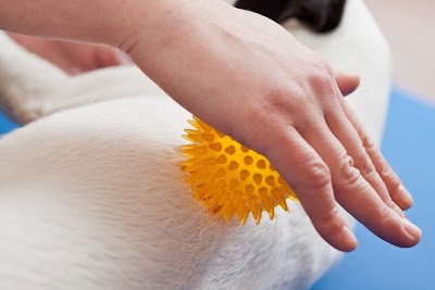 Photos of Hundephysiotherapie - Hund Um Wohl Potsdam