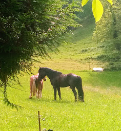 Photo n°17 de La Ferme du Poney Fringant à Saint-Pé-de-Bigorre (Centre de randonnée équestre)
